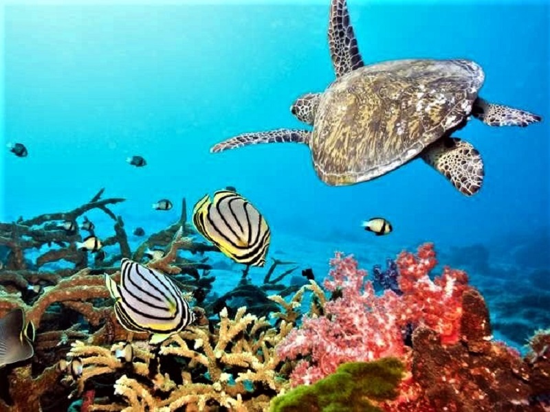 Filipina, Tubbataha Reef