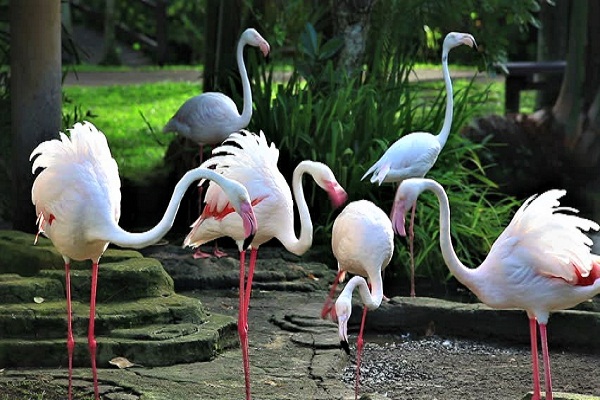 Bali Bird Park, photo by Shutterstock