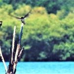 Hutan Mangrove Gili Meno1, Photo by @setiawati80