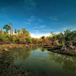 Banyuwangi, Taman Nasional Baluran, Photo by @tamannasional_Baluran2
