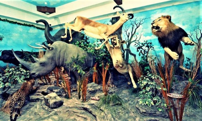 Rahmat International Wildlife Museum and Galery