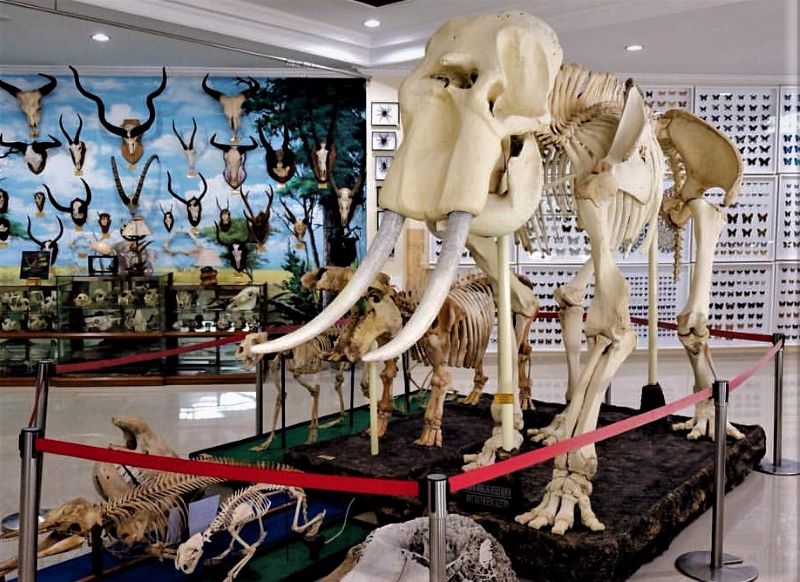 Rahmat International Wildlife Museum and Galery