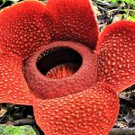 Bengkulu, Bunga Rafflesia1