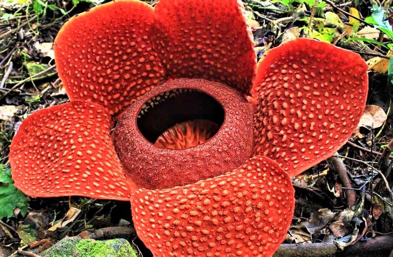 Rafflesia, Bunga Langka Ikonik Bengkulu