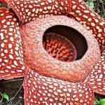 Bengkulu, Bunga Rafflesia3