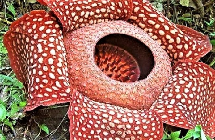 Rafflesia, Bunga Langka Ikonik Bengkulu