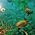 Sulawesi Tenggara, Pantai Meleura Raha, Photo by @pande_wele