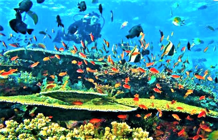 Taman Laut Terfavorit di Indonesia