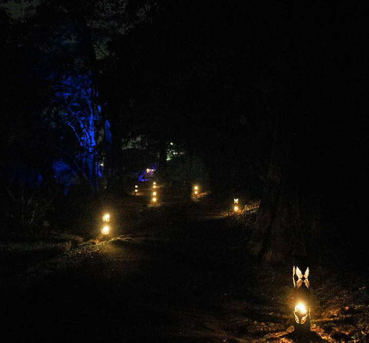Wajah Baru Kebun Raya Bogor, Glow in the Night
