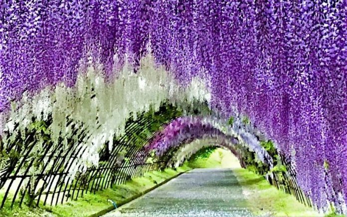 Menikmati Surga Keindahan Taman Bunga  Wisteria Kawachi Fujien