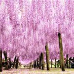 Jepang, Taman Wiseria Kawachi Fujien, Photo by JapanWebMagazine