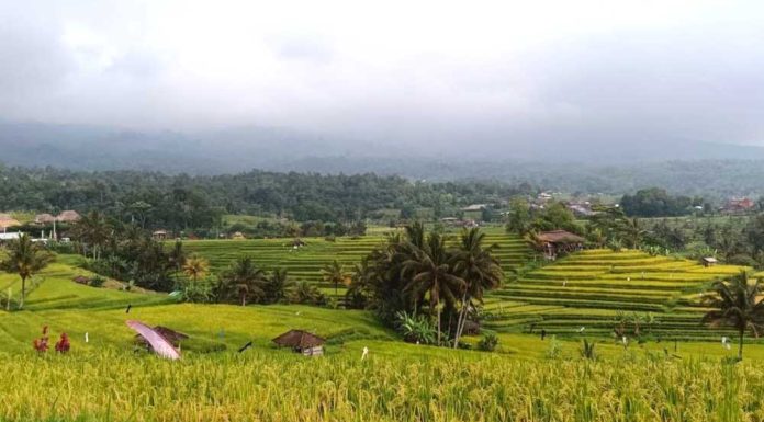 Jatiluwih dan Wukirsari Dinobatkan sebagai Best Tourism Villages 2024