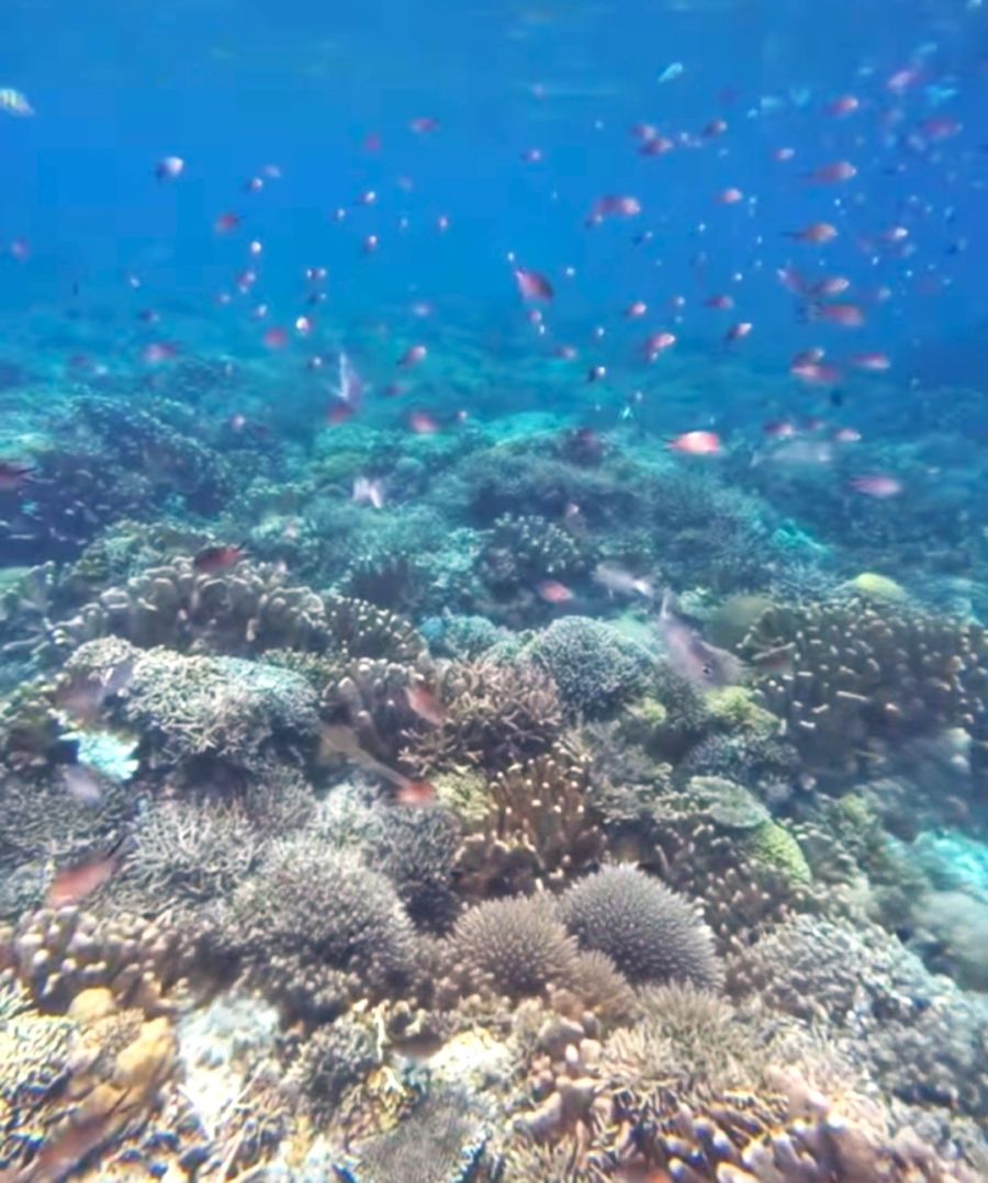 Kampung Terapung Tihi-Tihi Panorama Bawah Lautnya Menakjubkan