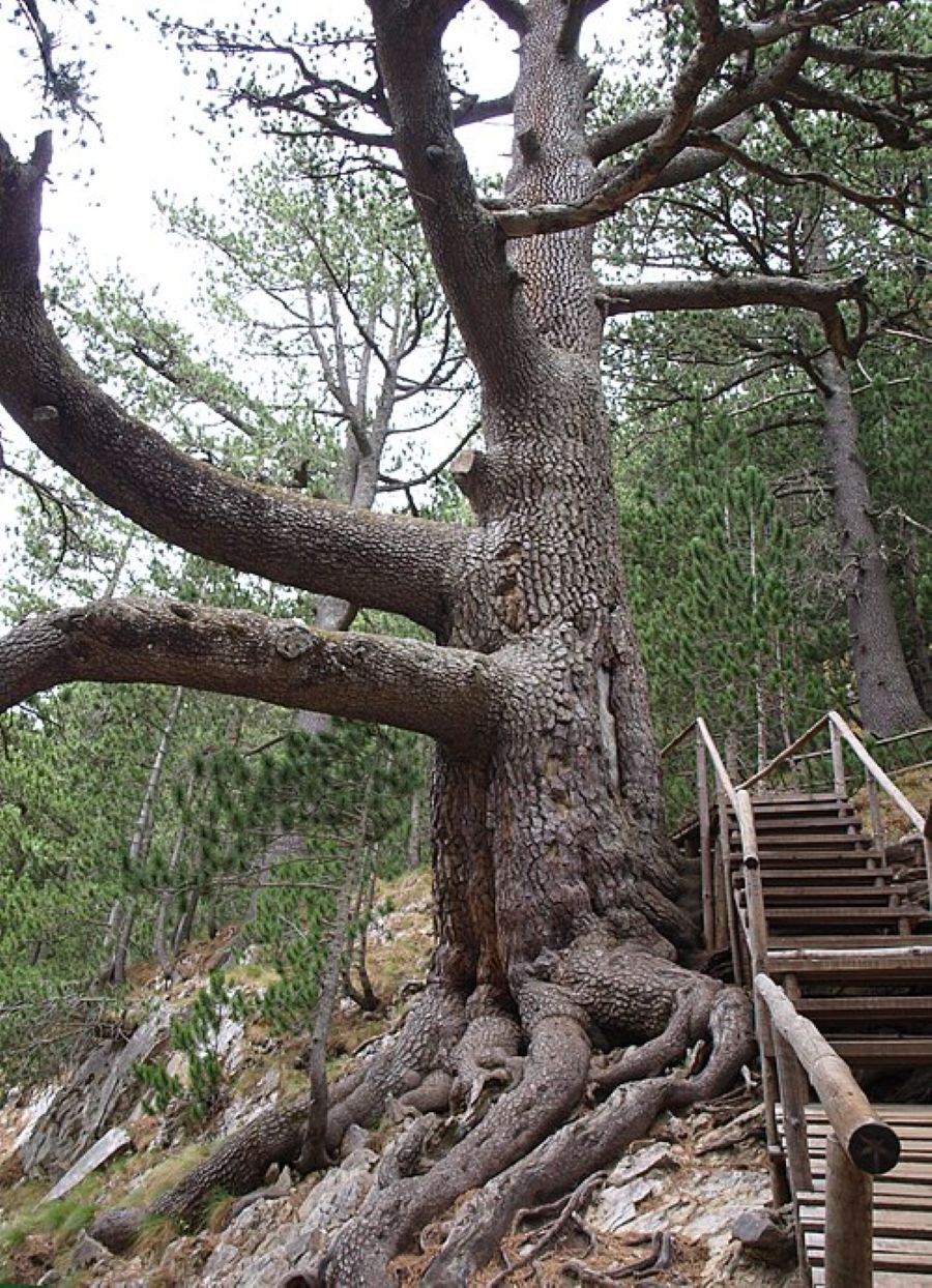 Menjelajah Taman Nasional Pirin yang Menakjubkan