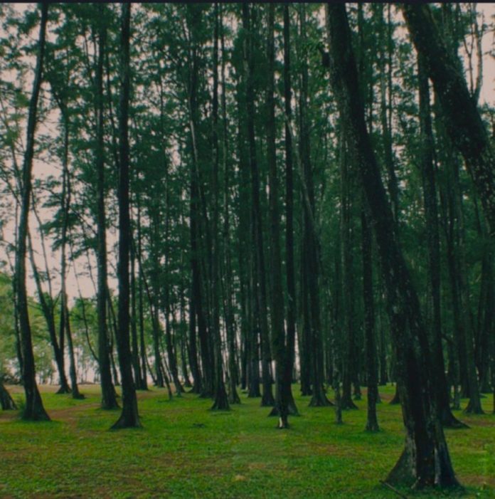 Pancaran Energi Positif Hutan Pinus Samboja