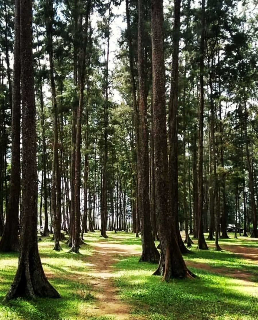 Pancaran Energi Positif Hutan Pinus Samboja