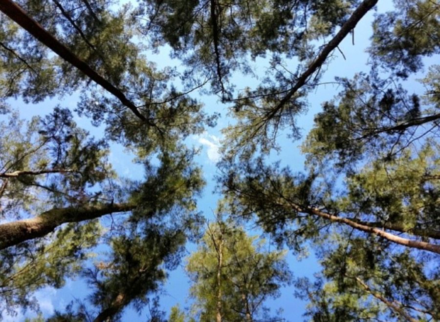 Pancaran Energi Positif Hutan Pinus Samboja