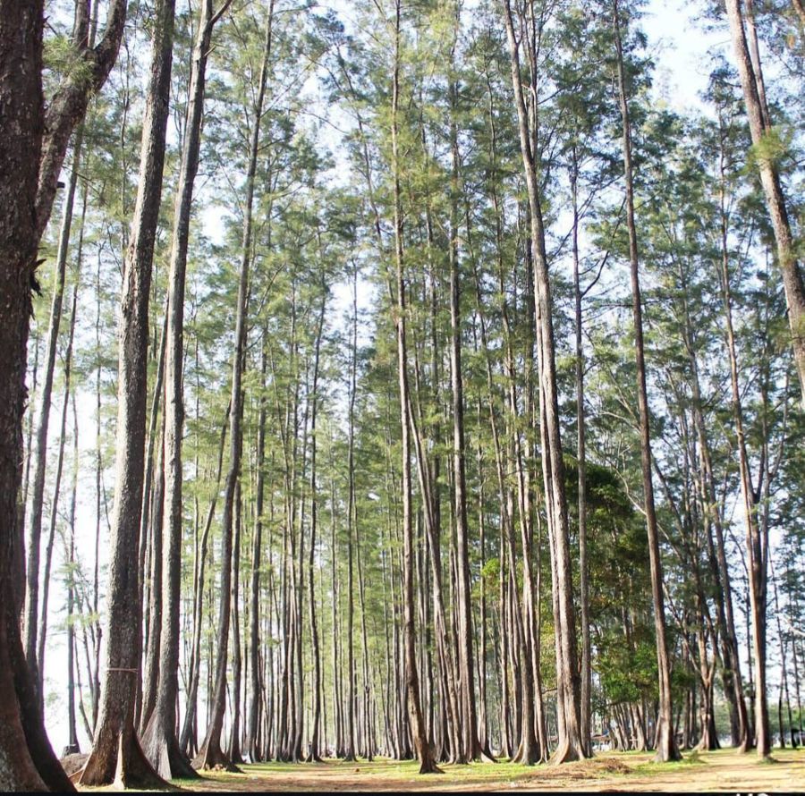 Pancaran Energi Positif Hutan Pinus Samboja