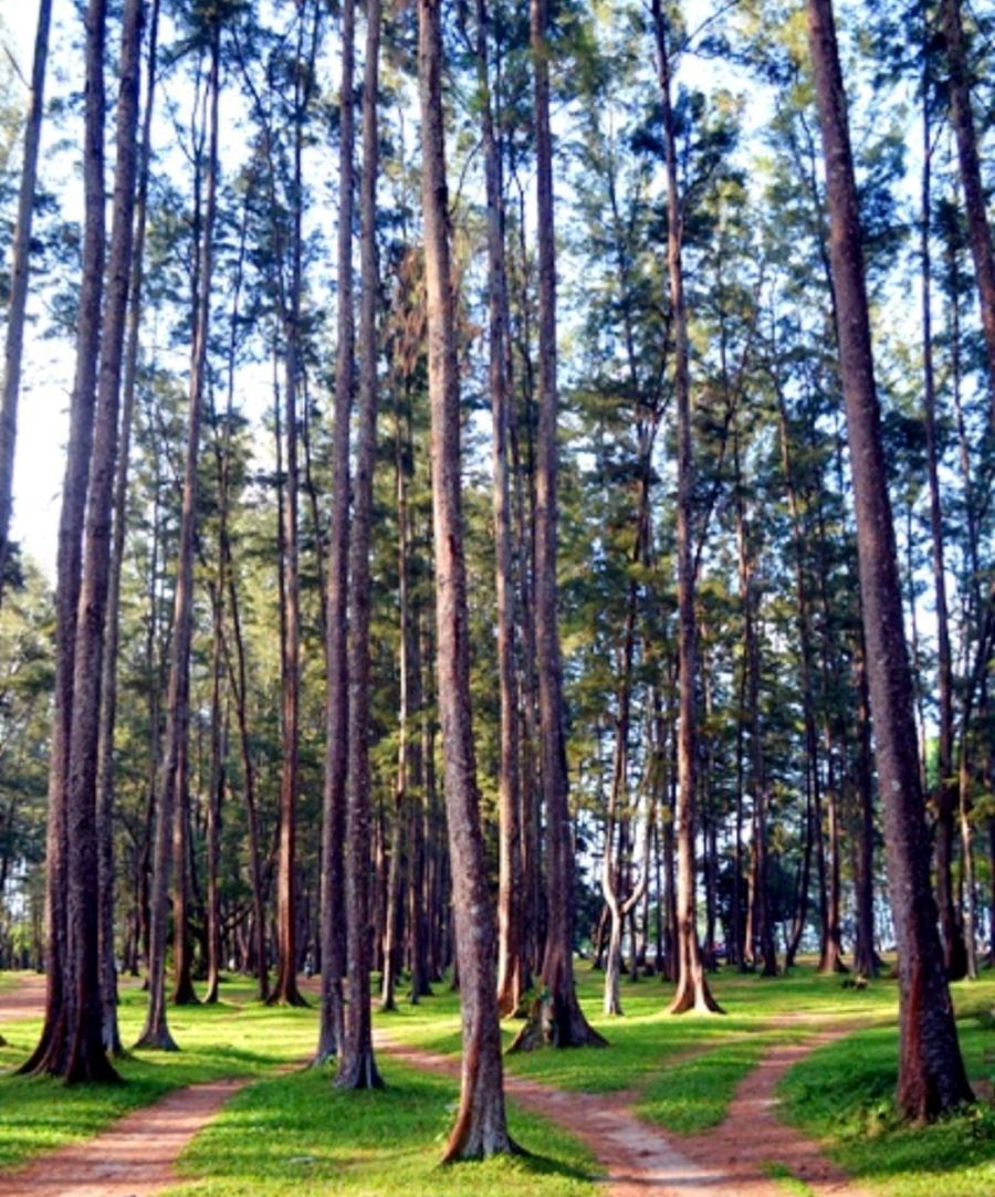 Pancaran Energi Positif Hutan Pinus Samboja