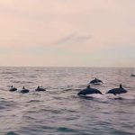 Serunya Menyaksikan Lumba-Lumba Liar di Teluk Kiluan Serunya Menyaksikan Lumba-Lumba Liar di Teluk Kiluan