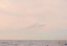 Serunya Menyaksikan Lumba-Lumba Liar di Teluk Kiluan Serunya Menyaksikan Lumba-Lumba Liar di Teluk Kiluan