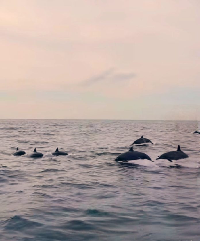 Serunya Menyaksikan Lumba-Lumba Liar di Teluk Kiluan