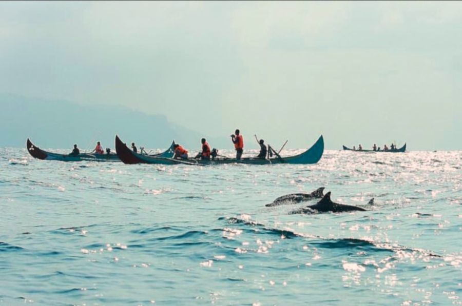 Serunya Menyaksikan Lumba-Lumba Liar di Teluk Kiluan