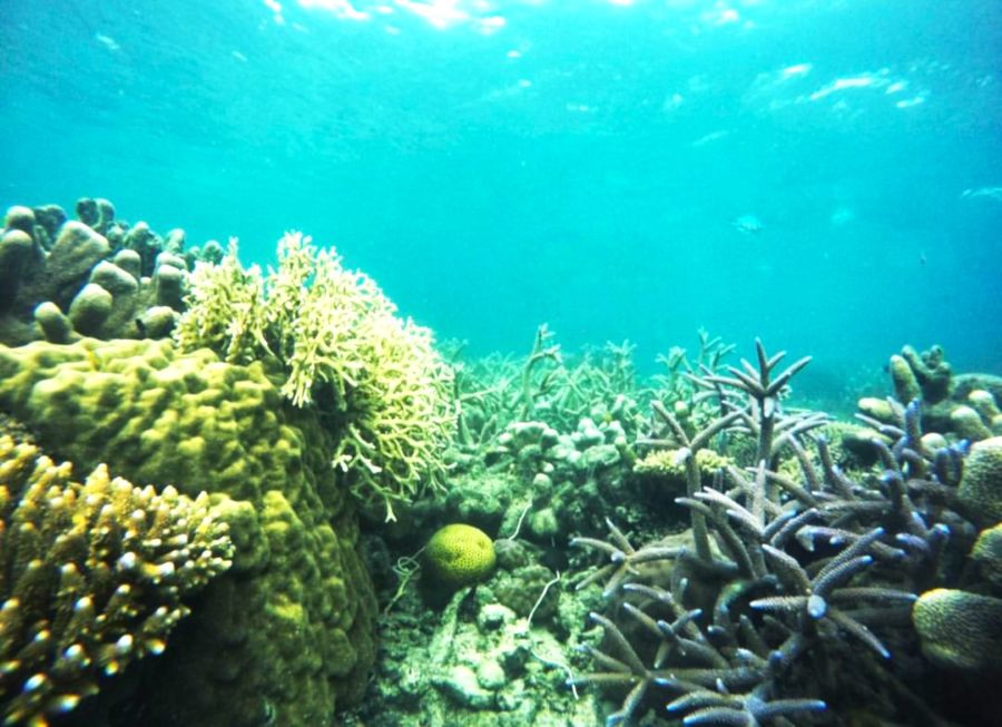 Serunya Menyaksikan Lumba-Lumba Liar di Teluk Kiluan