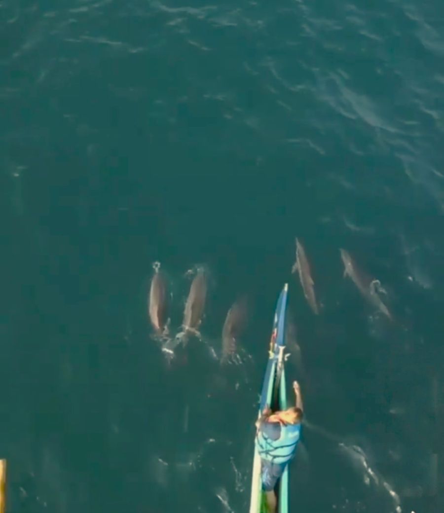 Serunya Menyaksikan Lumba-Lumba Liar di Teluk Kiluan